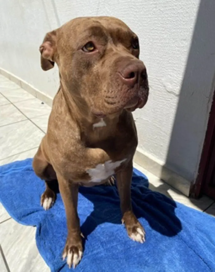 Cachorro ra a Pit-Bull idade 3 anos nome Sky