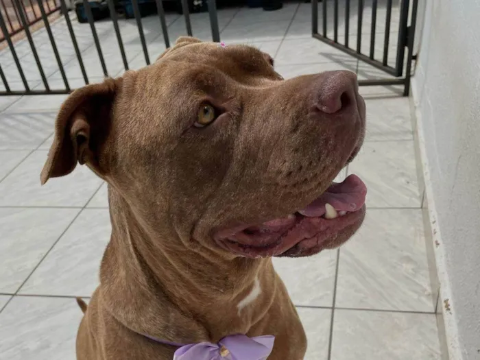 Cachorro ra a Pit-Bull idade 3 anos nome Sky