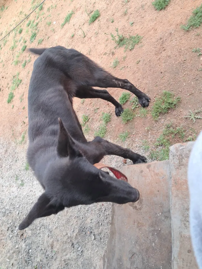 Cachorro ra a SRD-ViraLata idade 1 ano nome ...