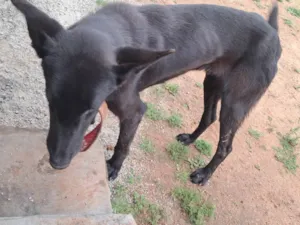 Cachorro raça SRD-ViraLata idade 1 ano nome ...