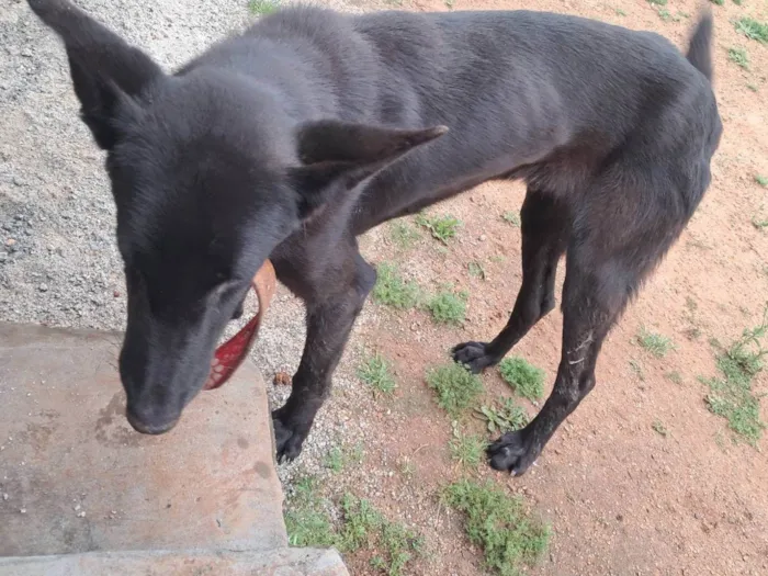 Cachorro ra a SRD-ViraLata idade 1 ano nome ...