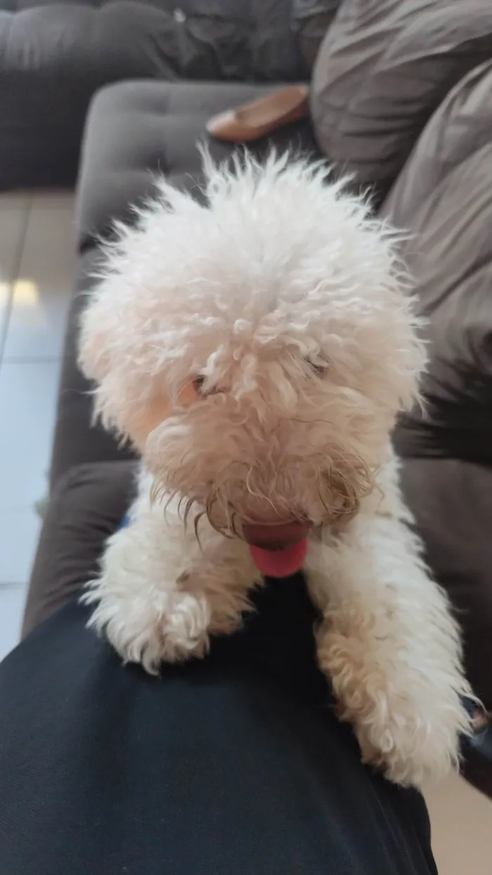 Cachorro ra a Poodle idade 1 ano nome Paçoca 