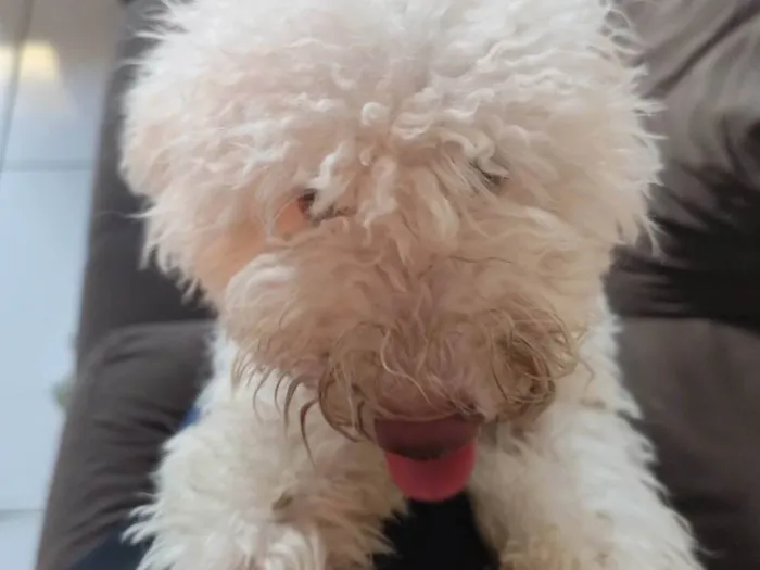 Cachorro ra a Poodle idade 1 ano nome Paçoca 