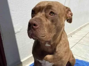 Cachorro raça Pit-Bull idade 3 anos nome Sky