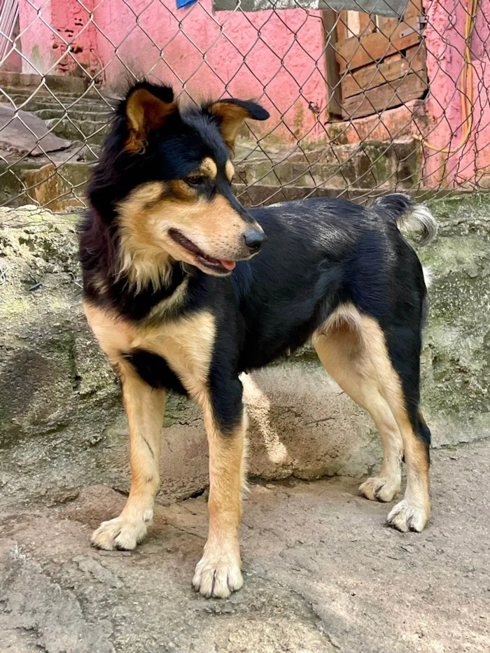 Cachorro ra a SRD idade 1 ano nome Duquesa