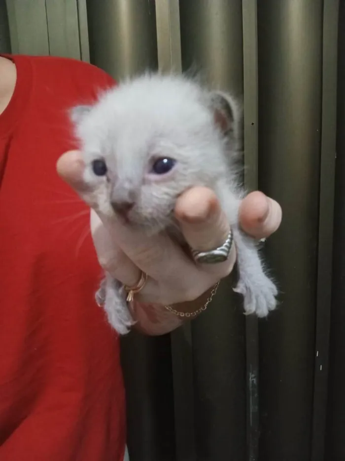 Gato ra a Siamês idade Abaixo de 2 meses nome José