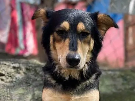 Cachorro ra a SRD-ViraLata idade 1 ano nome Duquesa 