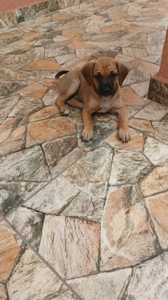 Cachorro ra a SRD-ViraLata idade 2 a 6 meses nome Lulu