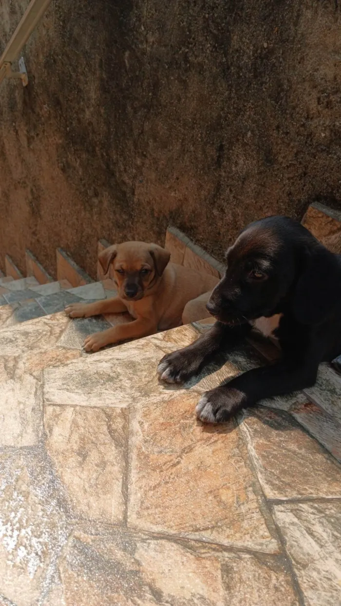 Cachorro ra a SRD-ViraLata idade 2 a 6 meses nome Lulu