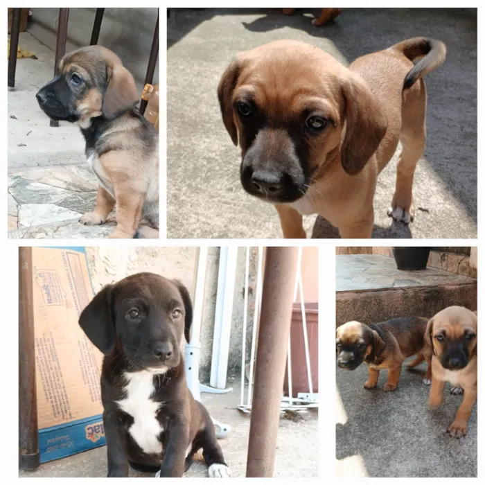 Cachorro ra a SRD-ViraLata idade 2 a 6 meses nome Lulu