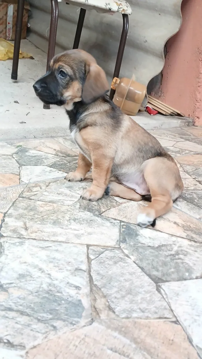 Cachorro ra a SRD-ViraLata idade 2 a 6 meses nome Lulu