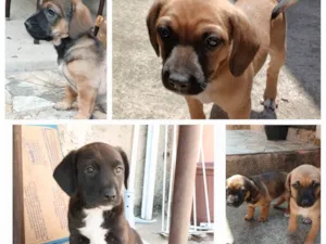 Cachorro raça SRD-ViraLata idade 2 a 6 meses nome Lulu