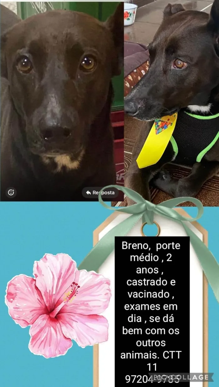 Cachorro ra a SRD-ViraLata idade 2 anos nome Breno