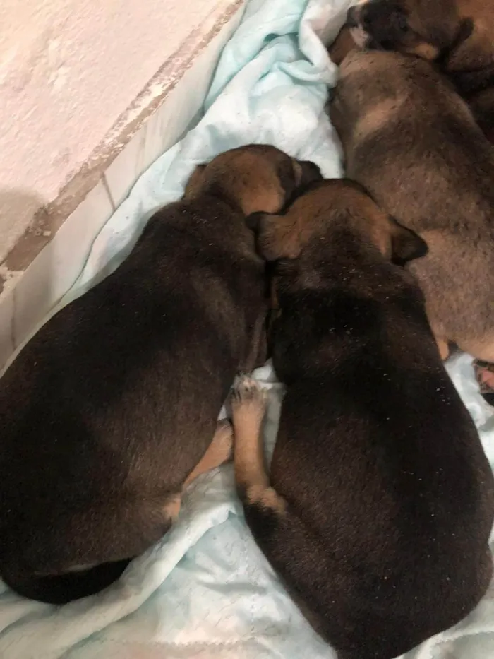 Cachorro ra a SRD-ViraLata idade Abaixo de 2 meses nome Filhotes