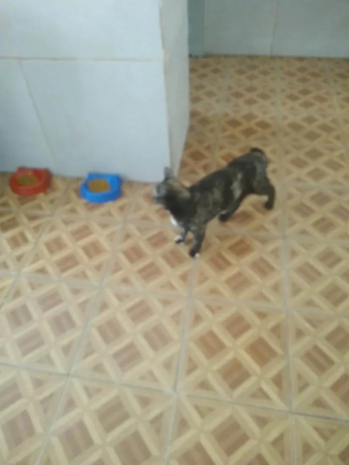 Gato ra a SRD-ViraLata idade 1 ano nome Duquesa 