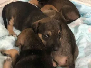 Cachorro raça SRD-ViraLata idade Abaixo de 2 meses nome Filhotes