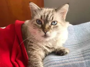 Gato raça SRD-ViraLata idade 6 ou mais anos nome Tininha