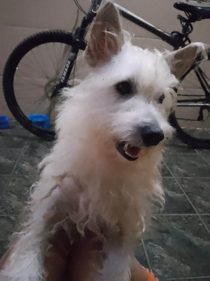 Cachorro ra a Shnauzer idade 2 anos nome Olaf