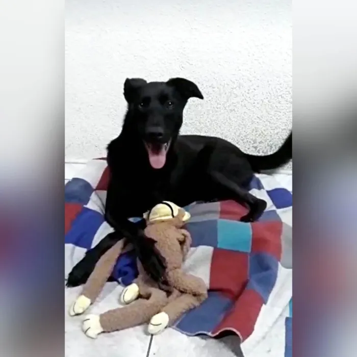 Cachorro ra a SRD-ViraLata idade 2 anos nome Bethania 