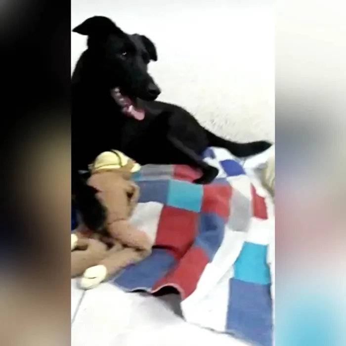 Cachorro ra a SRD-ViraLata idade 2 anos nome Bethania 