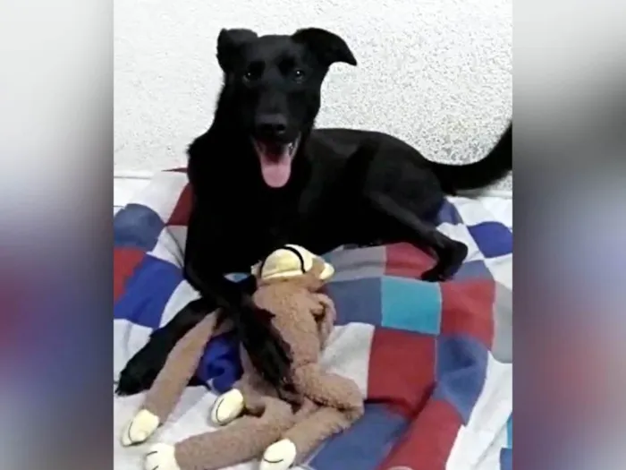 Cachorro ra a SRD-ViraLata idade 2 anos nome Bethania 