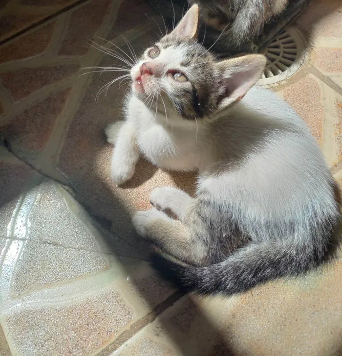 Gato ra a SRD-ViraLata idade Abaixo de 2 meses nome Nina