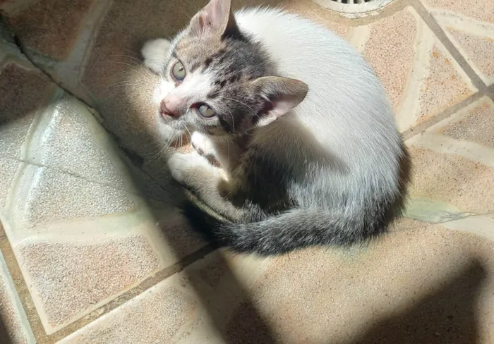 Gato ra a SRD-ViraLata idade Abaixo de 2 meses nome Nina