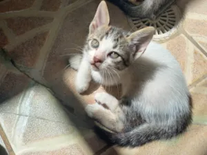 Gato raça SRD-ViraLata idade Abaixo de 2 meses nome Nina