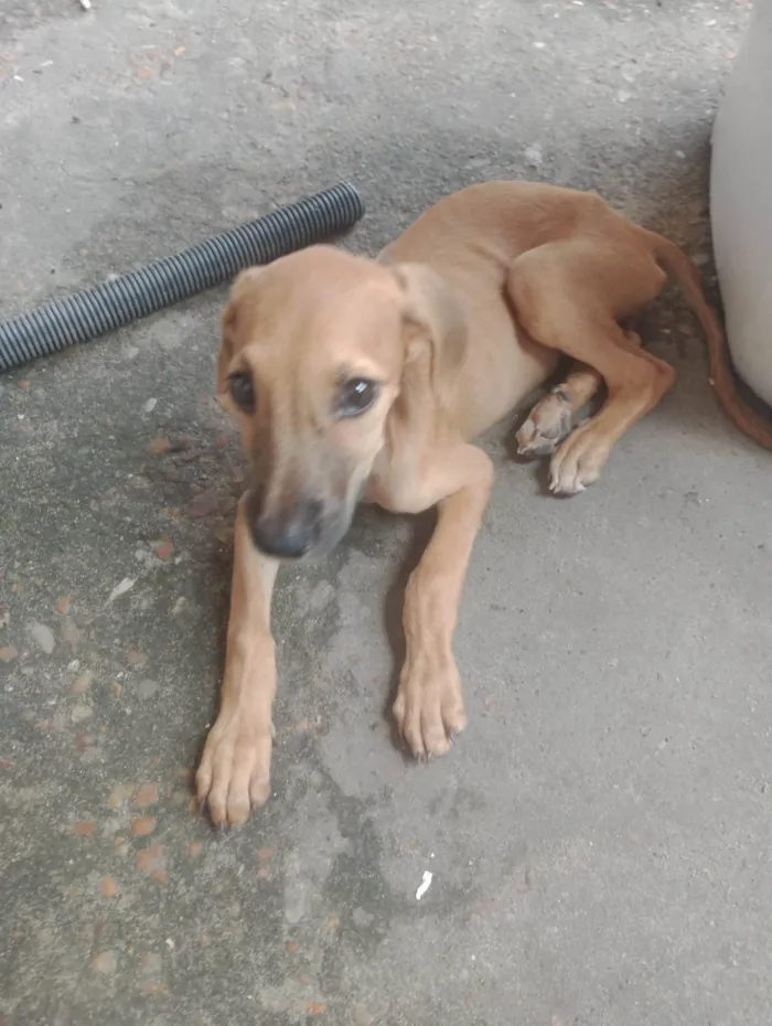 Cachorro ra a SRD-ViraLata idade 2 a 6 meses nome Filhote 