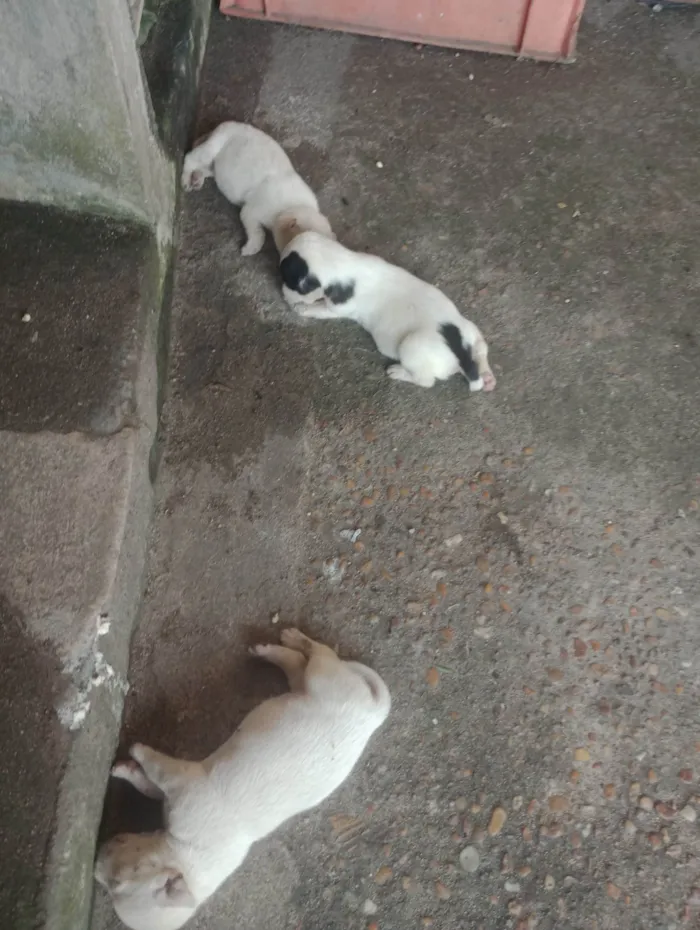 Cachorro ra a SRD-ViraLata idade Abaixo de 2 meses nome Cachorrinhos 