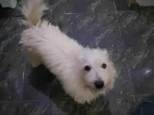 Cachorro raça Shnauzer idade 2 anos nome Olaf