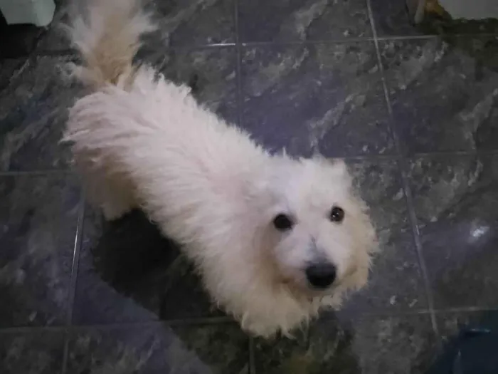 Cachorro ra a Shnauzer idade 2 anos nome Olaf