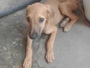 Cachorro raça SRD-ViraLata idade 2 a 6 meses nome Filhote 