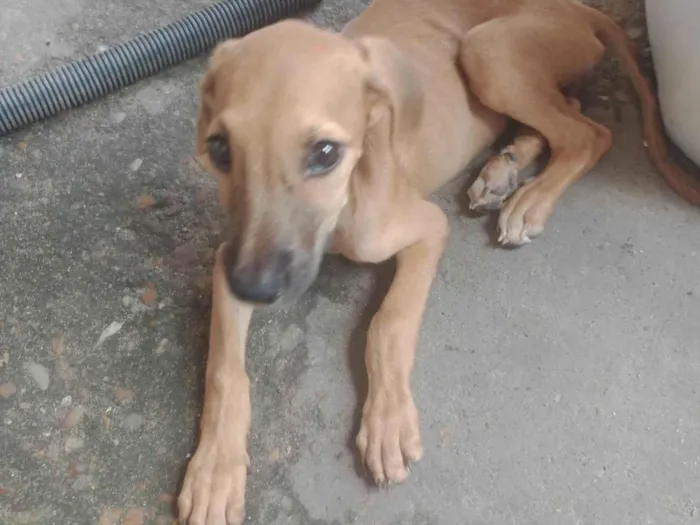 Cachorro ra a SRD-ViraLata idade 2 a 6 meses nome Filhote 