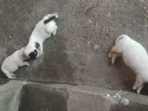 Cachorro raça SRD-ViraLata idade Abaixo de 2 meses nome Cachorrinhos 