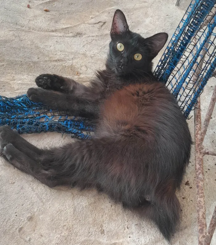 Gato ra a SRD-ViraLata idade 7 a 11 meses nome Preta