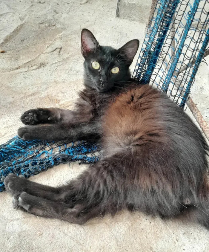 Gato ra a SRD-ViraLata idade 7 a 11 meses nome Preta