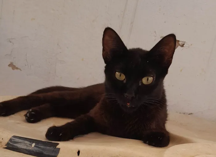 Gato ra a SRD-ViraLata idade 7 a 11 meses nome Preto