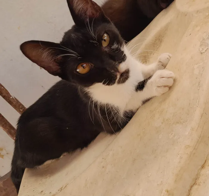 Gato ra a SRD-ViraLata idade 7 a 11 meses nome Pitoco