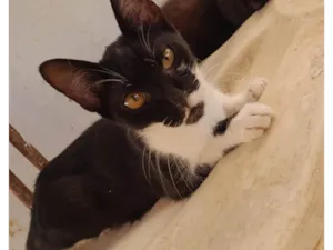 Gato raça SRD-ViraLata idade 7 a 11 meses nome Pitoco