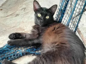 Gato raça SRD-ViraLata idade 7 a 11 meses nome Preta