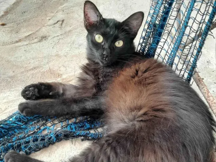 Gato ra a SRD-ViraLata idade 7 a 11 meses nome Preta