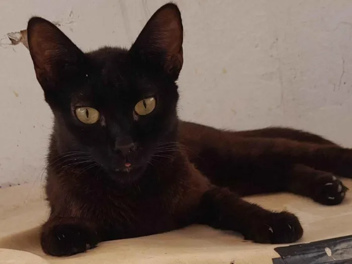 Gato ra a SRD-ViraLata idade 7 a 11 meses nome Preto