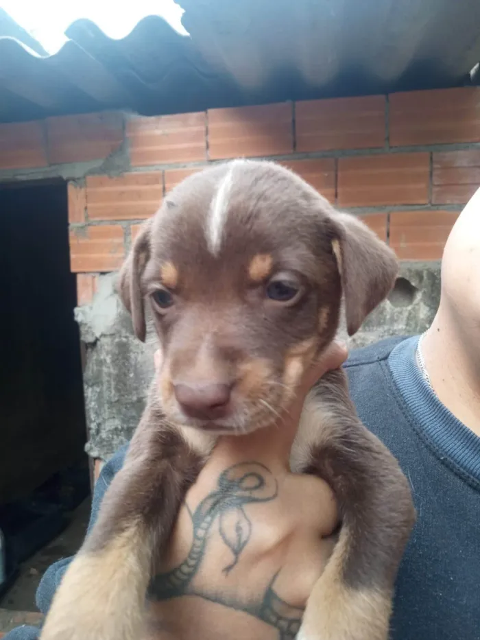 Cachorro ra a SRD-ViraLata idade Abaixo de 2 meses nome Cacau