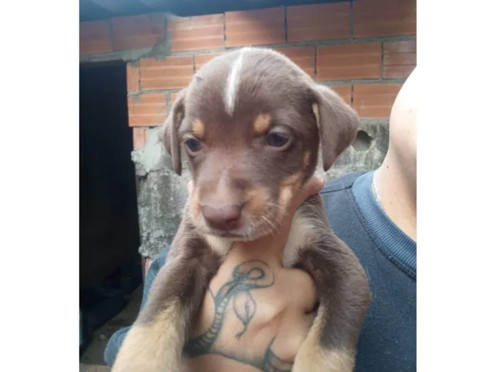 Cachorro ra a SRD-ViraLata idade Abaixo de 2 meses nome Cacau