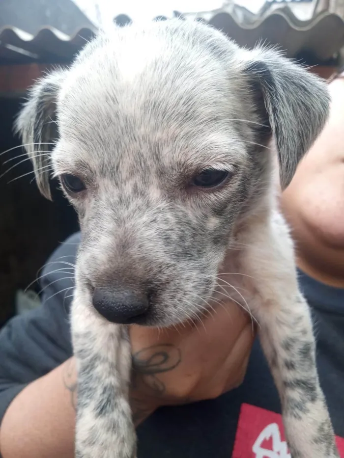 Cachorro ra a SRD-ViraLata idade Abaixo de 2 meses nome Dora