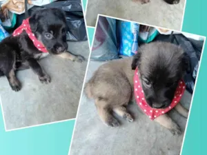 Cachorro raça SRD-ViraLata idade Abaixo de 2 meses nome Sem nome