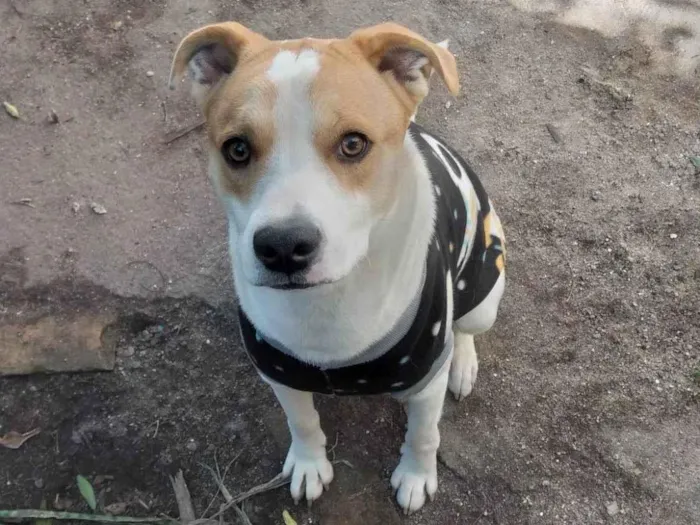 Cachorro ra a SRD-ViraLata idade 2 anos nome Mailo