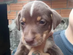 Cachorro raça SRD-ViraLata idade Abaixo de 2 meses nome Cacau