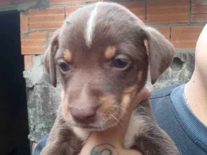 Cachorro ra a SRD-ViraLata idade Abaixo de 2 meses nome Cacau